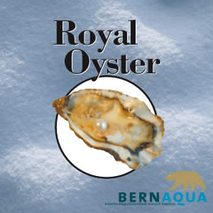 Royal Oyster – Bernaqua