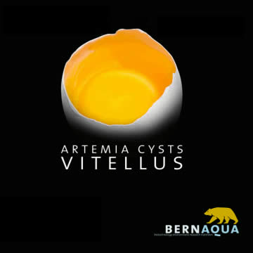 Vitellus – Bernaqua